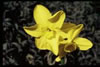 Narcissus Polnesk