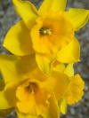 Narcissus Rosemoor Gold