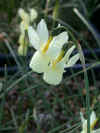 Narcissus triandrus