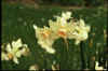 Narcissus Bellsong