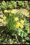 Narcissus bulbocodium