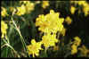 Narcissus Cordubensis
