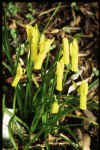 Narciccus cyclamineus