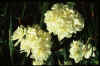 Narcissus erlicheer