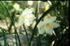 npicoblanco.JPG (40607 bytes)