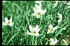 Narcissus Poeticus Recurvus