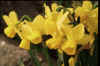 nquince.jpg (37397 bytes)