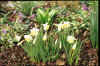Narcissus Topolino
