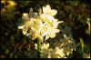 Narcissus Paperwhite