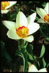 Tulipa Ancilla
