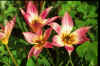 Tulip aucheriana