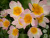Tulip bakeri Lilac Wonder