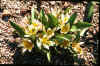 Tulip biflora