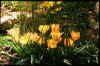 Tulip batalinii&nbsp;Bright Gem