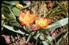 Tulip batalinii&nbsp;Bronze Charm