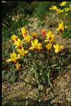 Tulip clusiana�Tubergen's Gem