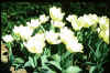 Tulip fosteriana Concerto