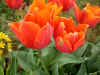 Tulip Couleur Cardinale (Triumph)