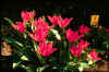 Tulip Praestans Fusilier