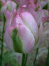 tulipa Groenland