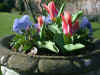 tulipa Ancilla & pansies