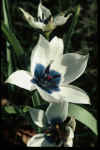 Tulip humilis albocaerulea