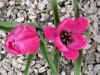 Tulip humilis violacea Black Centre
