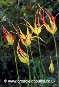 Tulip acuminata