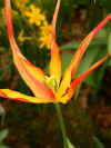 tulipa acuminata
