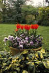 Tulip greigii Red Riding Hood