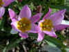tuliphumils