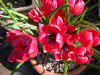 Tulip humilis liliput