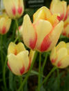 Tulip marjoletti