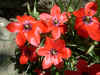 Tulipa maximowiczii