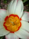 tulip Ancilla