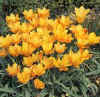 Tulip batalinii&nbsp;Apricot Jewel