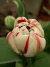 tulip carnival de nice