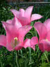 tulipa China Pink