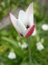 Tulip clusiana (The Lady Tulip)