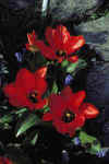 Tulip fosteriana Cantata
