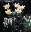 Tulip Heart's Delight