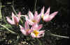 Tulip humilis