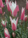 tulip Lady Jane