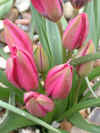 tulip lLittle Beauty