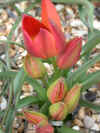 tulip Little Princess