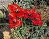 Tulip maximowiczii