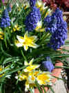 tulipmuscaripot.jpg (121362 bytes)