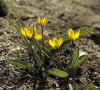 Tulip neustrueva