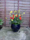 tuliptpot