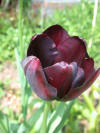 Tulip Queen of Night